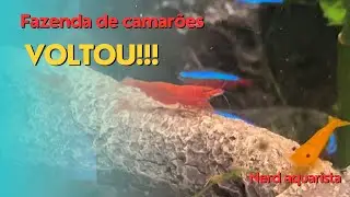 Voltei com a fazenda de camarões 