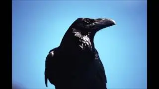 Multiks - Pokalbiai