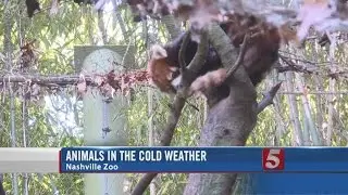 Zoo Animals Enjoy Cold Weather