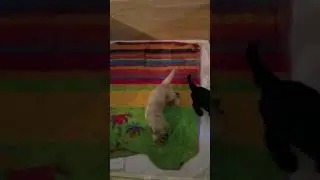 Early puppy development training. ❤