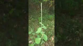 🌻&sup2;⁰☆&bull;&sup3;◇&sup1;■&sup1;□&sup1; Latjira लटजीरा, Devil's Horsewhip (Achyranthes aspera) in Amaranth Family
