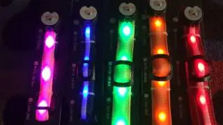 Nitebeam Lighted Dog Collars | Demo of Lighted Dog Collars | Keep Doggie Safe