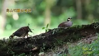 深山竹雞