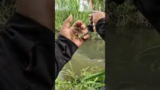 Mancing wader sirip kuning di aliran irigasi sawah🔥 #mancing #mancingmantap #fishing #mancingmania