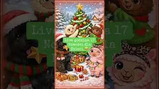 Live o 17 tik tok