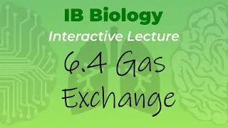 Mr. Leonard's IB Biology Course - 6.4 Gas Exchange