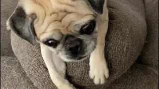 Pug goes crazy over a treat