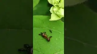 Technomyrmex difficilis have hunted a componotous irritans Major
