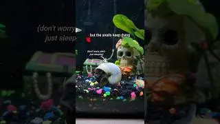 Why do All My Snails Keep Dying? 💀