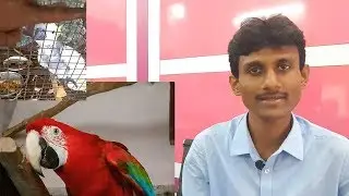 Bird's Parrot's Feather Plucking & Treatments & Medicine Question & Answer