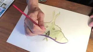 Watercolor Luna Moth Speed Art Video Demonstration