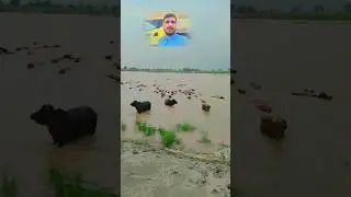 Flash Flood in Pakistan Indus River Overflow #ytshorts #farming #flashflood #foryou #facts #punjabi