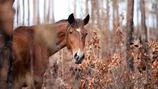 The Eleventh Hour: help us save Abaco's wild horses