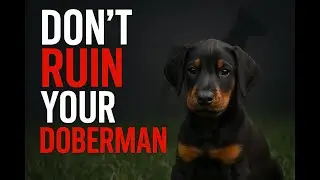 How to Raise a Dobermann Puppy the Right Way | Top European Dobermann Breeder