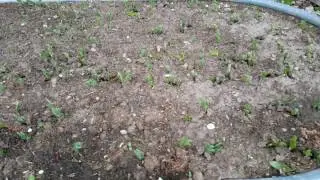 Pea experiment....grass style
