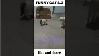 the moist prominent naughty cats😹😻|FUNNY CATS MOMENTS