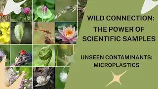 Unseen Contaminants: The path of plastic.