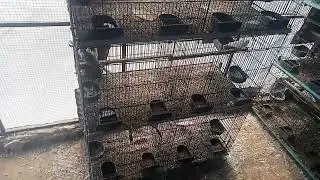 Diamond dove breeding setup Red pied, Blue pied.brilient pied, cream pied,silver pied