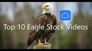 Top 10 Free Eagle Stock Videos | Free No Copyright || 4K Videos || HD Videos by CLOUDMUSIC