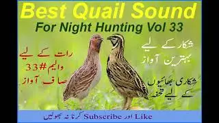 Quail hunting best sound for night