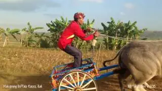 Makepung Buffalo Races by Pia Jessen