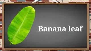 Name Leaves | name leaf in English | All leaves name | vocabulary | leaves | name of leaves | kids