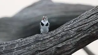 Grey kingfisher swallows fish at Lake Panic - Kruger National Park
