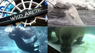 Wild Arctic Animal Exhibit Overview - SeaWorld San Diego
