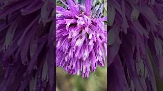 Spiny plumeless thistle, a species of Plumeless thistles #photography #shorts #macro #viral #nature