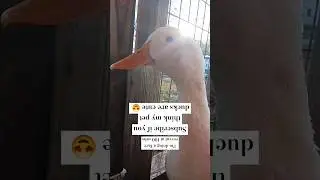 Turn your phone upside down 😁#shorts  #duck #fypシ #trend #blowup