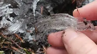 Needle Ice