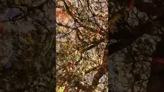 Inna Rogatchi (C). The Tree of Memories. Homage to Boris Zaborov. 2022.