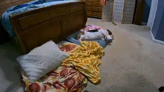 basset hound lazy Thursday