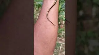 My cute pet skink 💖🦎💖 #anyuniqueanimals #reptiles #skink