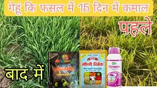 Mohit kumar suman is live!Gehu ki kheti में सूखने की समस्या को नियंत्रित करने के लिए प्रयोग 🌾गेहू 