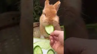 Voici un lapin qui mange des fruits et des l&eacute;gumes il sera en forme pour aujourd'hui !!!