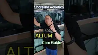 Shoreline Aquatics Altum Care Guide: Keep It Simple #aquarium #fishkeepinghobby #angelfish #altum