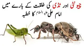 Chunti Aur Tiddi Ki Khilqat | Imam Ali | Nehjul Balagah | Creation of Ant & Grasshopper | HolyQuotes