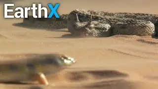 EPIC Desert Showdown | Nature's Ultimate Survivors with The Blowfish | EarthX