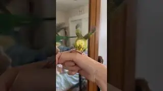 Mango&rsquo;s Happy Wing Flutter!