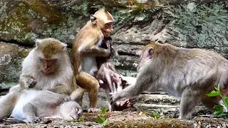 Good mother Jane request tiny Jonna back from young female monkey Brighten