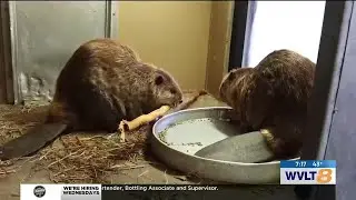 Wild Inside: Meet the beavers at Zoo Knoxville