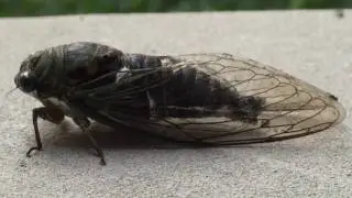 Singing Cicada