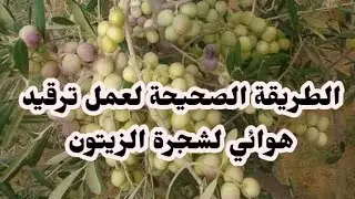 الطريقة الصحيحة لعمل ترقيد هوائي لأشجار الزيتون