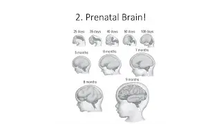 13.2. Prenatal Brain, Fundamentals of Cognitive Neuroscience Course, Session 13, Part 2