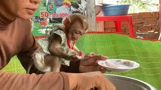 Amazing!! The Intelligent monkey LIORA  helps her mother Scoop rice from the pot to eat.
