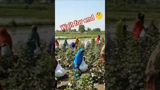 Pakistani Women Picking Cotton in Flooded Fields | Real Village Life 🌾