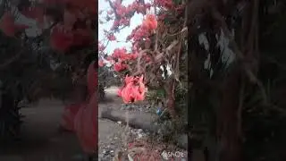 #fiery flower(moduga puvvu)