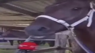 Anime Girl Voice Talking Horse Meme