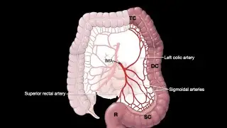 digestive  system anatomy part 8 - veins , artery , nerves and lymphatics